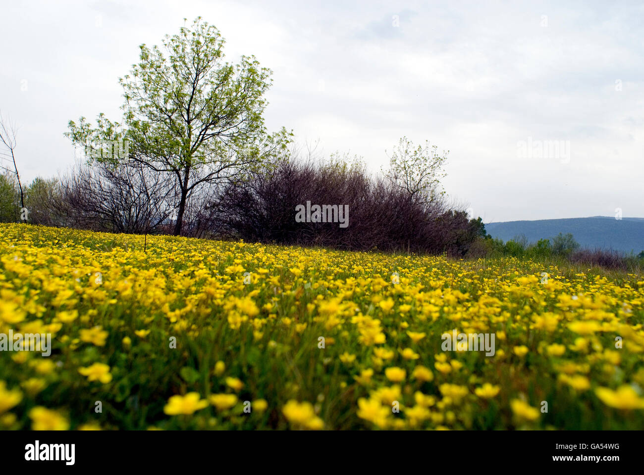 Wildblumen in der Stadt Dorf von Bursa, Türkei Stockfoto