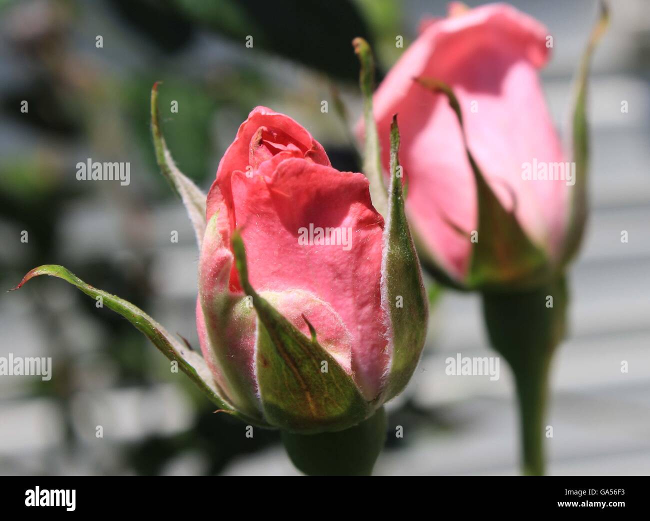 weiche rosa rose Knospe in meiner Mutter Garten Stockfoto