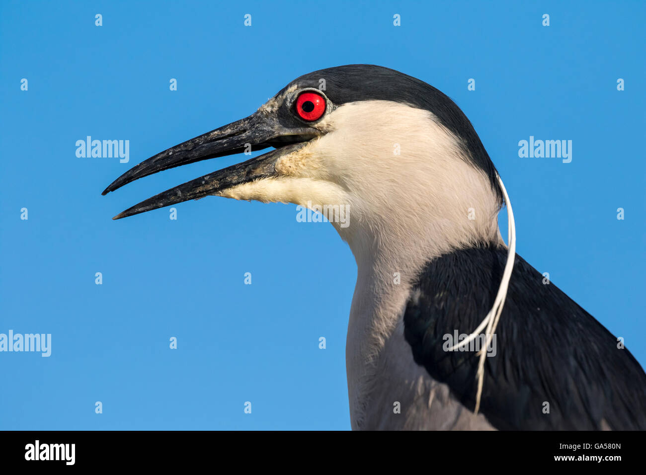 Schwarz-gekrönter Nachtreiher (Nycticorax Nycticorax) Porträt, Galveston, Texas, USA Stockfoto
