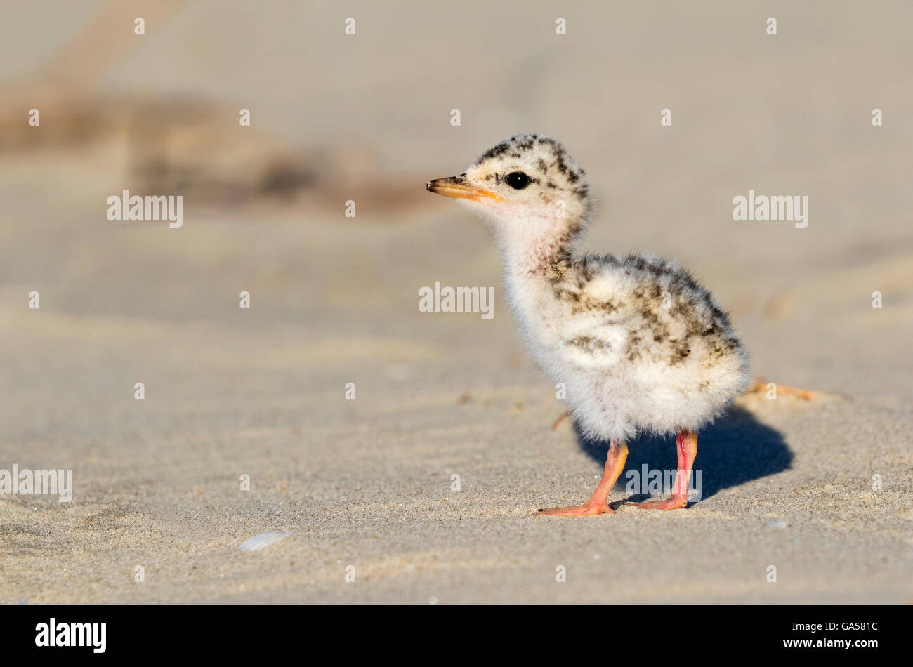 Küken von der geringsten Seeschwalbe (Sternula Antillarum) am Strand Ozeans, Galveston, Texas, USA. Stockfoto