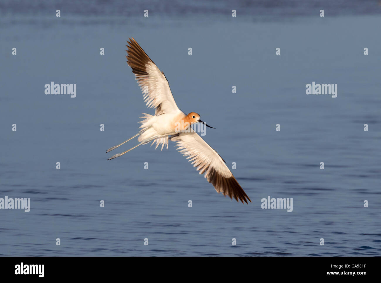 Amerikanische Säbelschnäbler (Recurvirostra Americana) fliegen über den Ozean, Galveston, Texas, USA Stockfoto