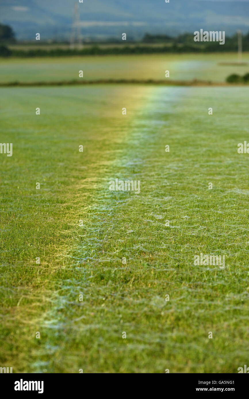 Sussex, UK. 4. Juli 2016. Tau überdachte Spinnweben auf einem Rasen-Feld in Reife, East Sussex, brechen das Licht des frühen Morgens eine ungewöhnliche invertierten Regenbogen zu schaffen. Bildnachweis: Peter Cripps/Alamy Live-Nachrichten Stockfoto