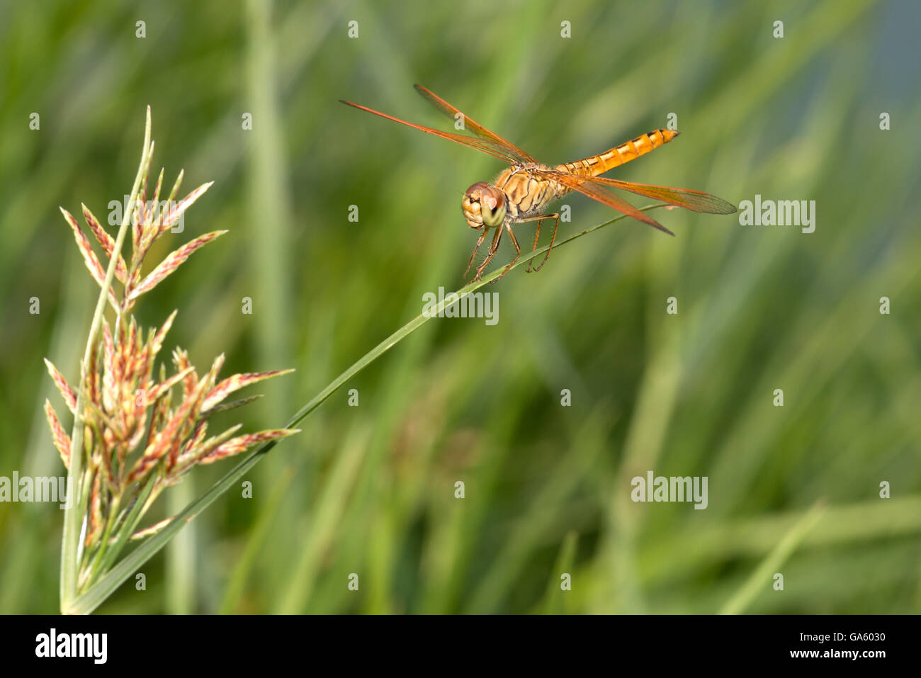 Libelle thront auf einem grünen Rasen Blätter Stockfoto