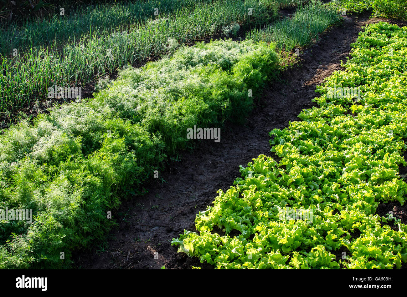 Bio-Gemüsegarten Stockfoto