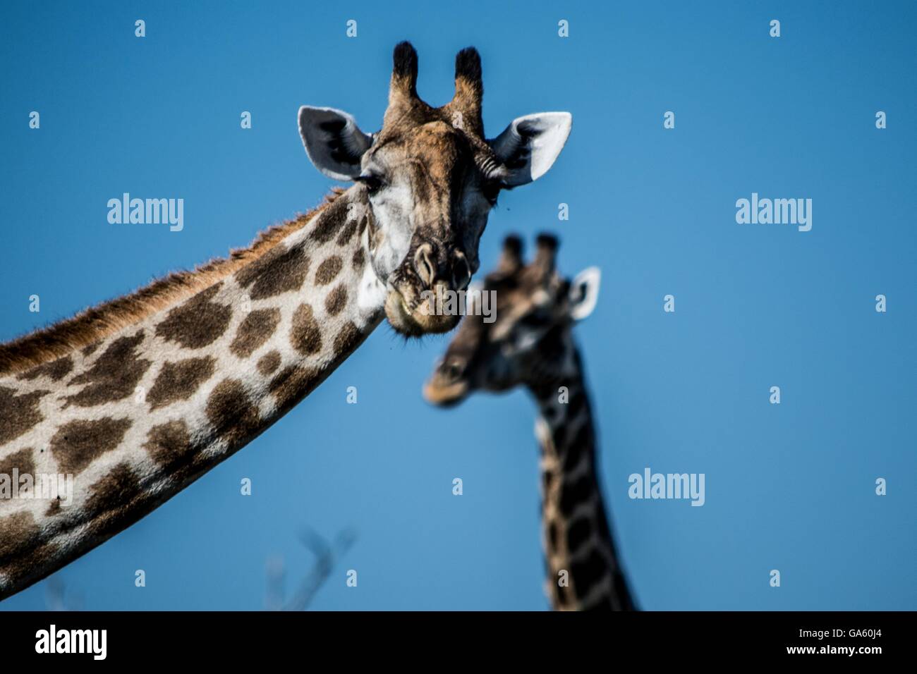 Zwei lustige Giraffen Stockfoto