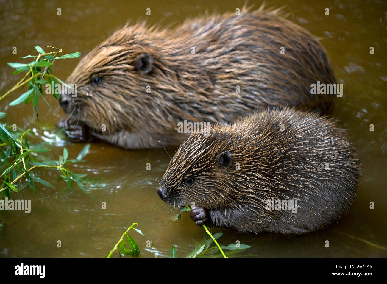 Europäischer Biber mit jungen, Rosenheim, Bayern, Deutschland, Europa / (Castor Fiber) Stockfoto
