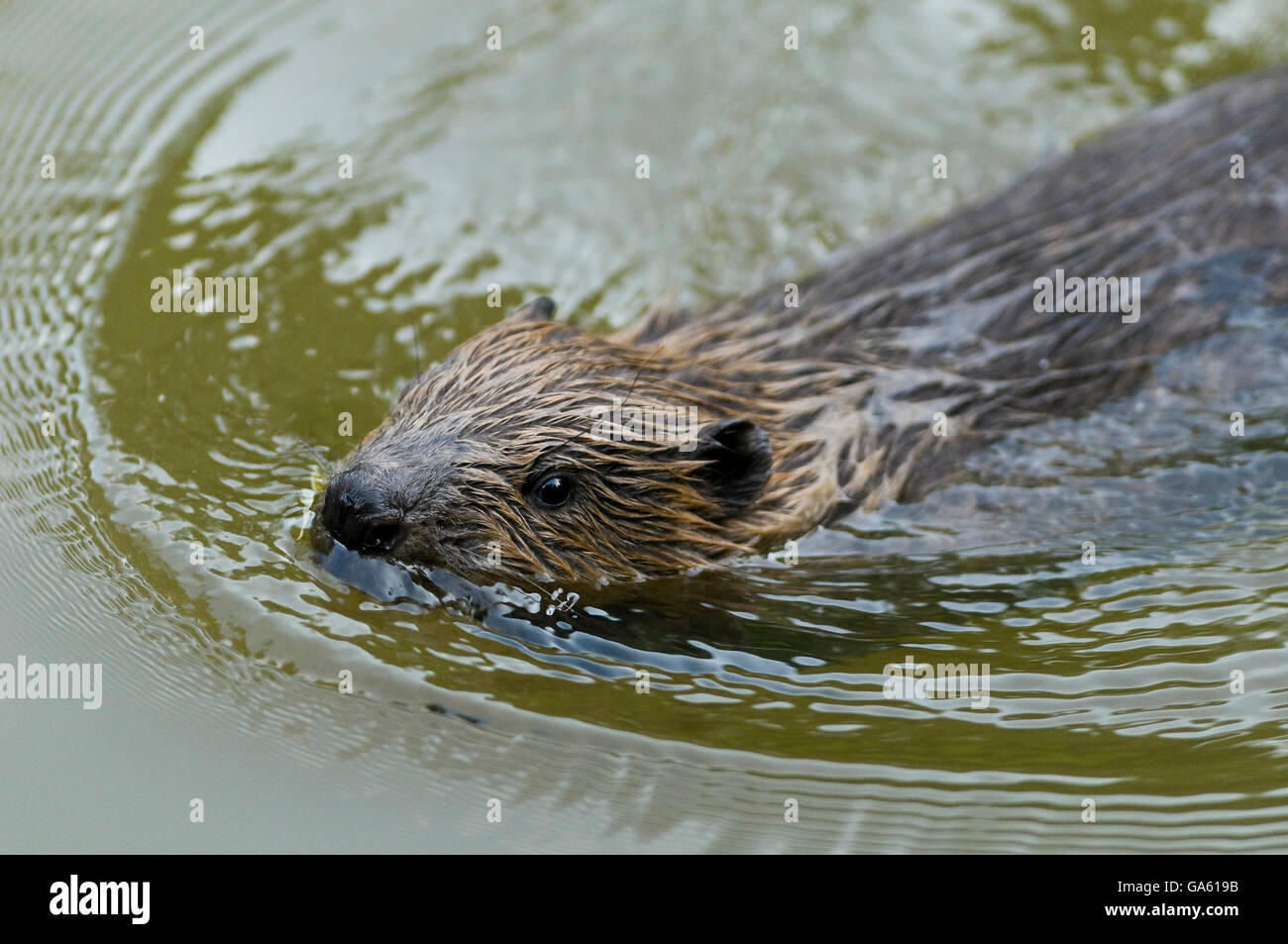 Europäischer Biber, jung, Rosenheim, Bayern, Deutschland, Europa / (Castor Fiber) Stockfoto
