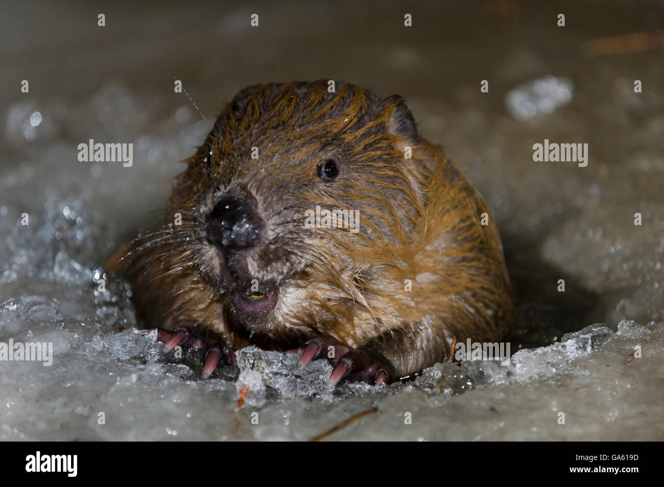 Europäischer Biber, in Eis Loch, Rosenheim, Bayern, Deutschland, Europa / (Castor Fiber) Stockfoto