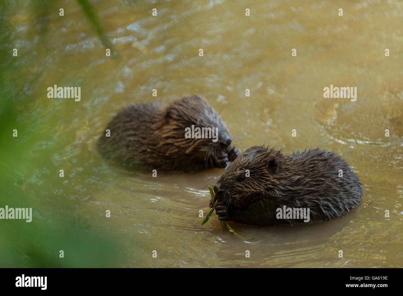 Europäischer Biber, Youngs, Rosenheim, Bayern, Deutschland, Europa / (Castor Fiber) Stockfoto