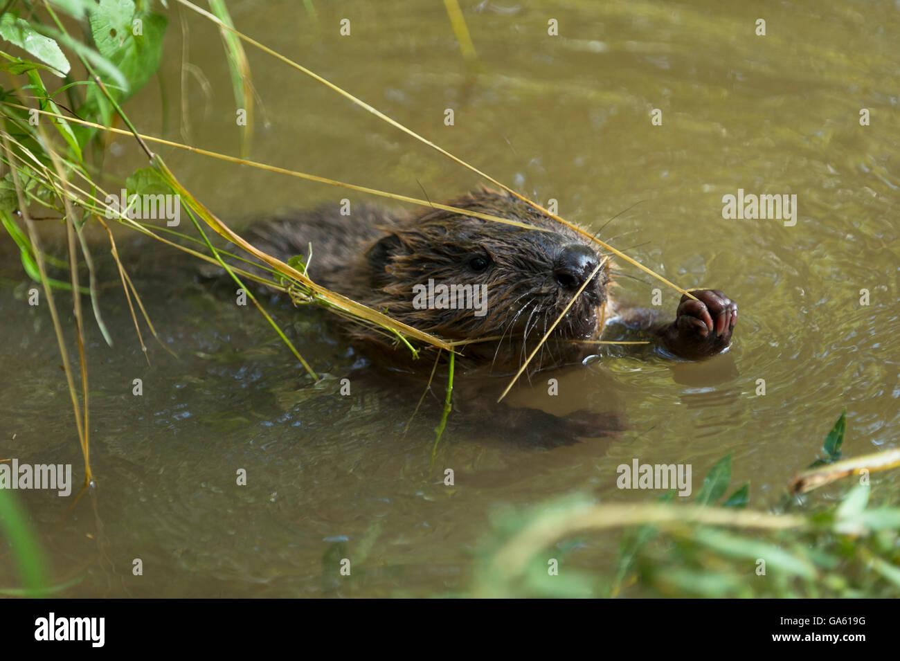 Europäischer Biber, jung, Rosenheim, Bayern, Deutschland, Europa / (Castor Fiber) Stockfoto