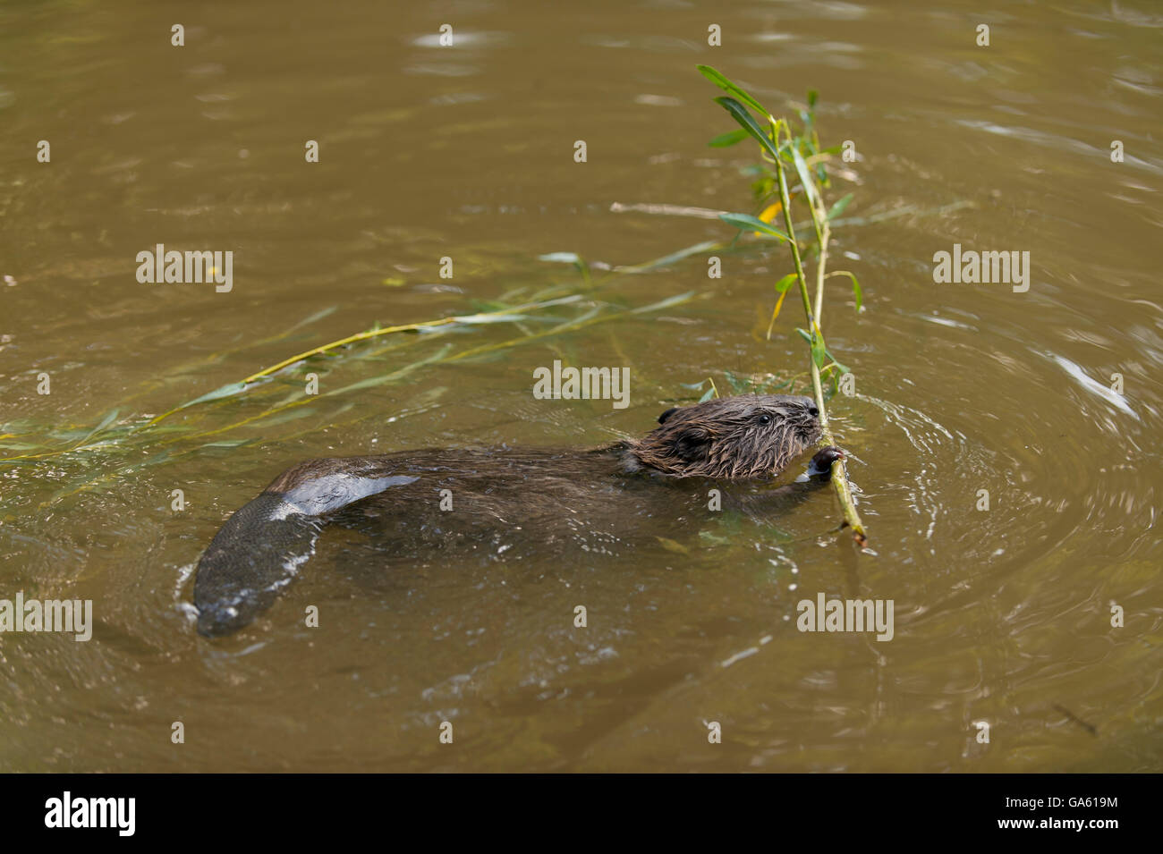 Europäischer Biber, jung, Rosenheim, Bayern, Deutschland, Europa / (Castor Fiber) Stockfoto