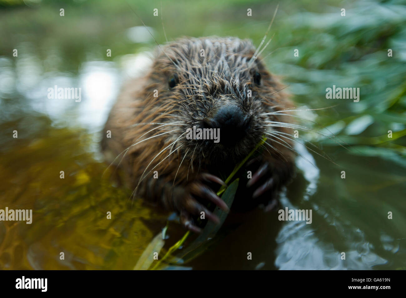 Europäischer Biber, jung, Rosenheim, Bayern, Deutschland, Europa / (Castor Fiber) Stockfoto