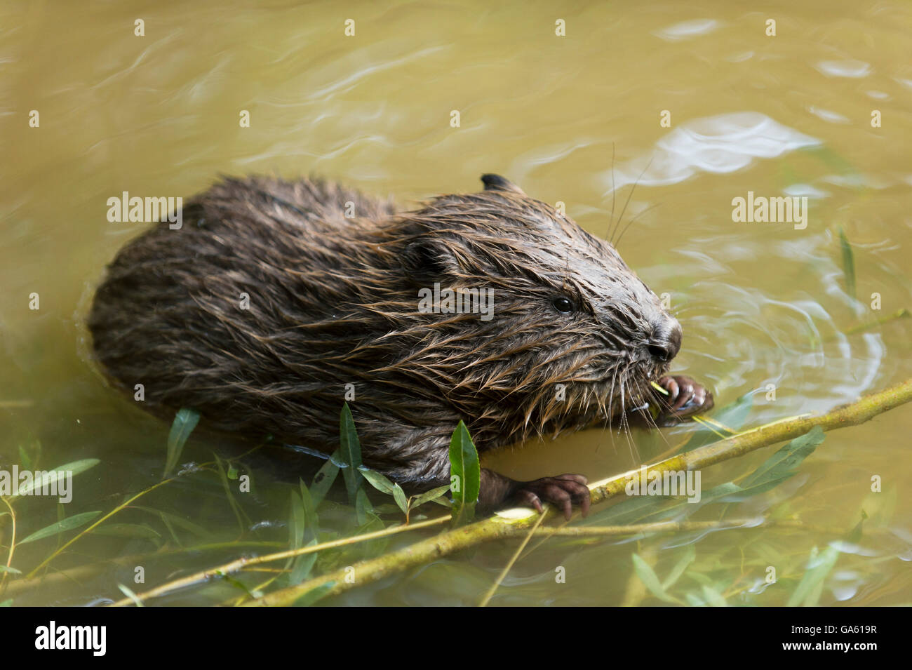Europäischer Biber, jung, Rosenheim, Bayern, Deutschland, Europa / (Castor Fiber) Stockfoto