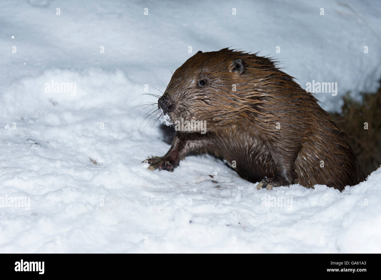 Europäischer Biber, Rosenheim, Bayern, Deutschland, Europa / (Castor Fiber) Stockfoto