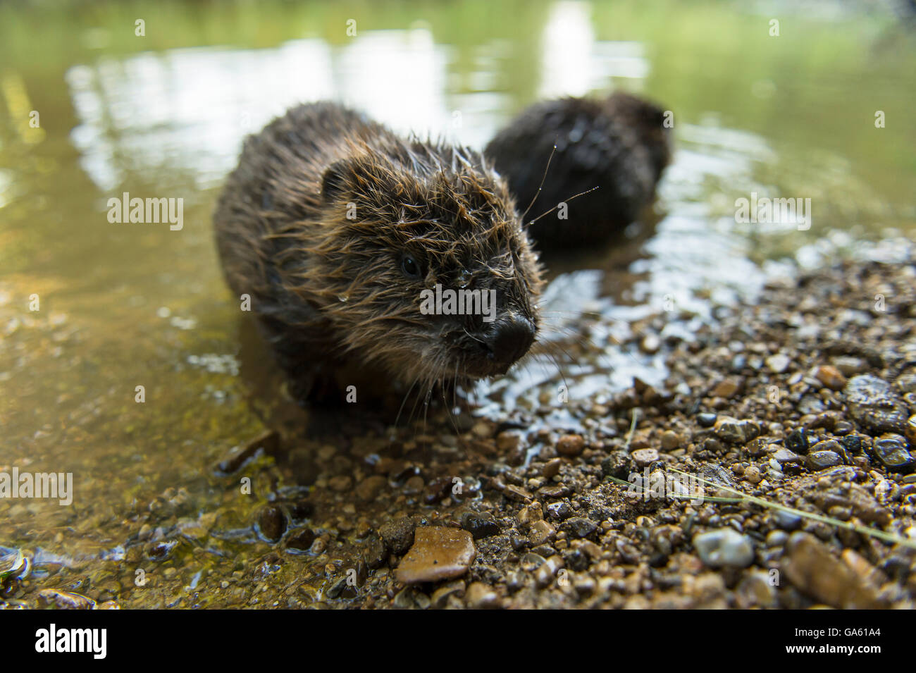 Europäischer Biber, Youngs, Rosenheim, Bayern, Deutschland, Europa / (Castor Fiber) Stockfoto