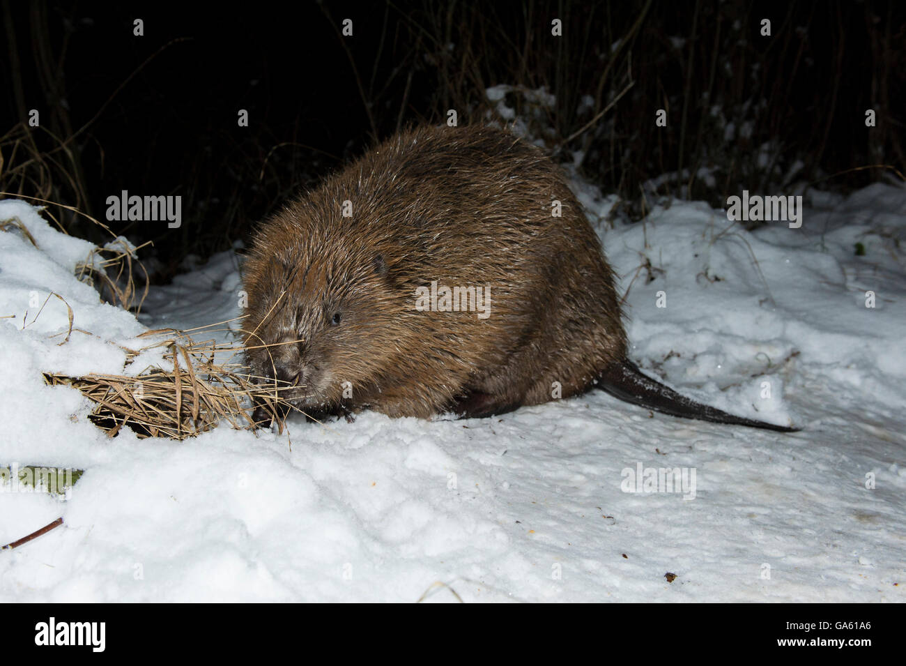 Europäischer Biber, Rosenheim, Bayern, Deutschland, Europa / (Castor Fiber) Stockfoto