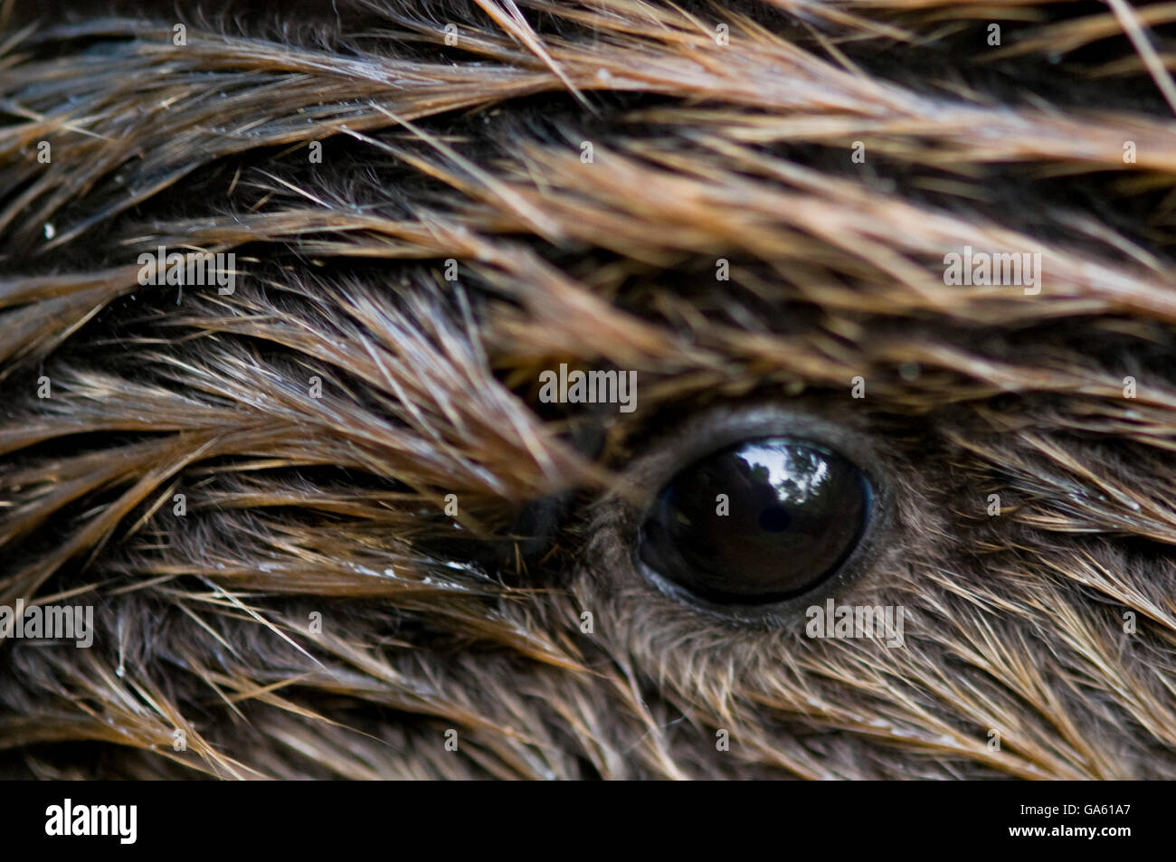 Europäischer Biber, Rosenheim, Bayern, Deutschland, Europa / (Castor Fiber) Stockfoto