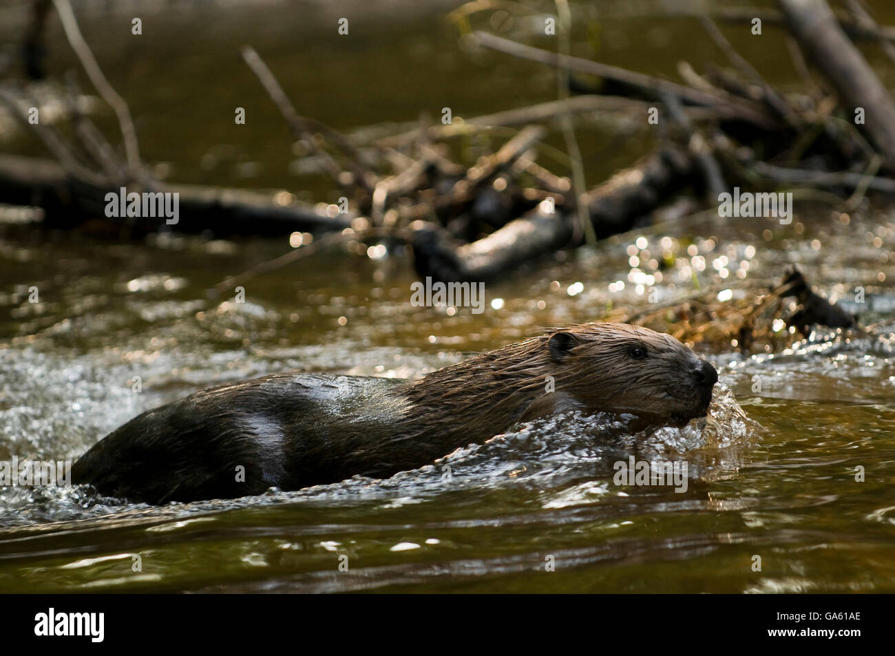 Europäischer Biber, Rosenheim, Bayern, Deutschland, Europa / (Castor Fiber) Stockfoto