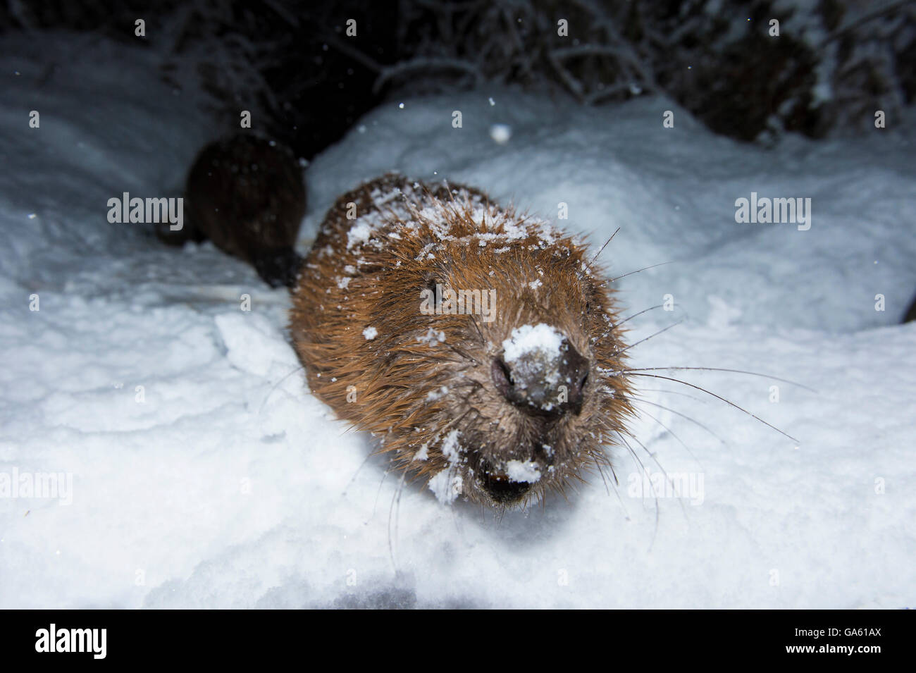 Europäischer Biber, Rosenheim, Bayern, Deutschland, Europa / (Castor Fiber) Stockfoto