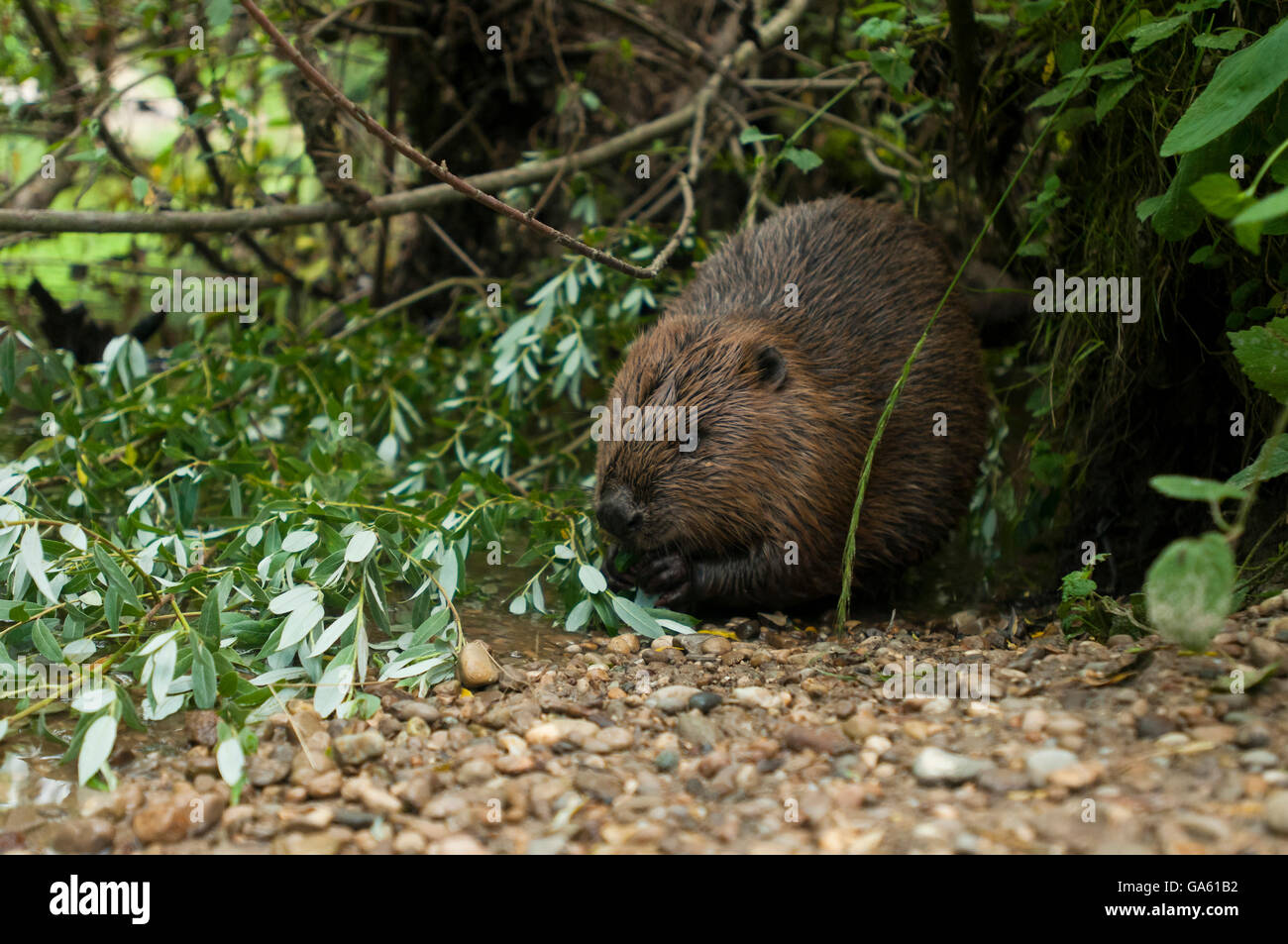 Europäischer Biber, Rosenheim, Bayern, Deutschland, Europa / (Castor Fiber) Stockfoto