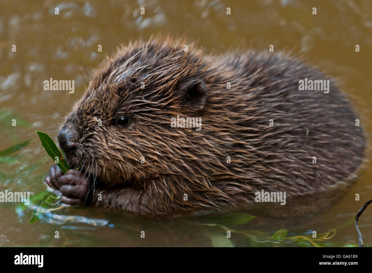 Europäischer Biber, jung, Rosenheim, Bayern, Deutschland, Europa / (Castor Fiber) Stockfoto