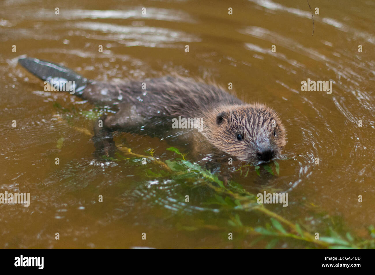 Europäischer Biber, jung, Rosenheim, Bayern, Deutschland, Europa / (Castor Fiber) Stockfoto