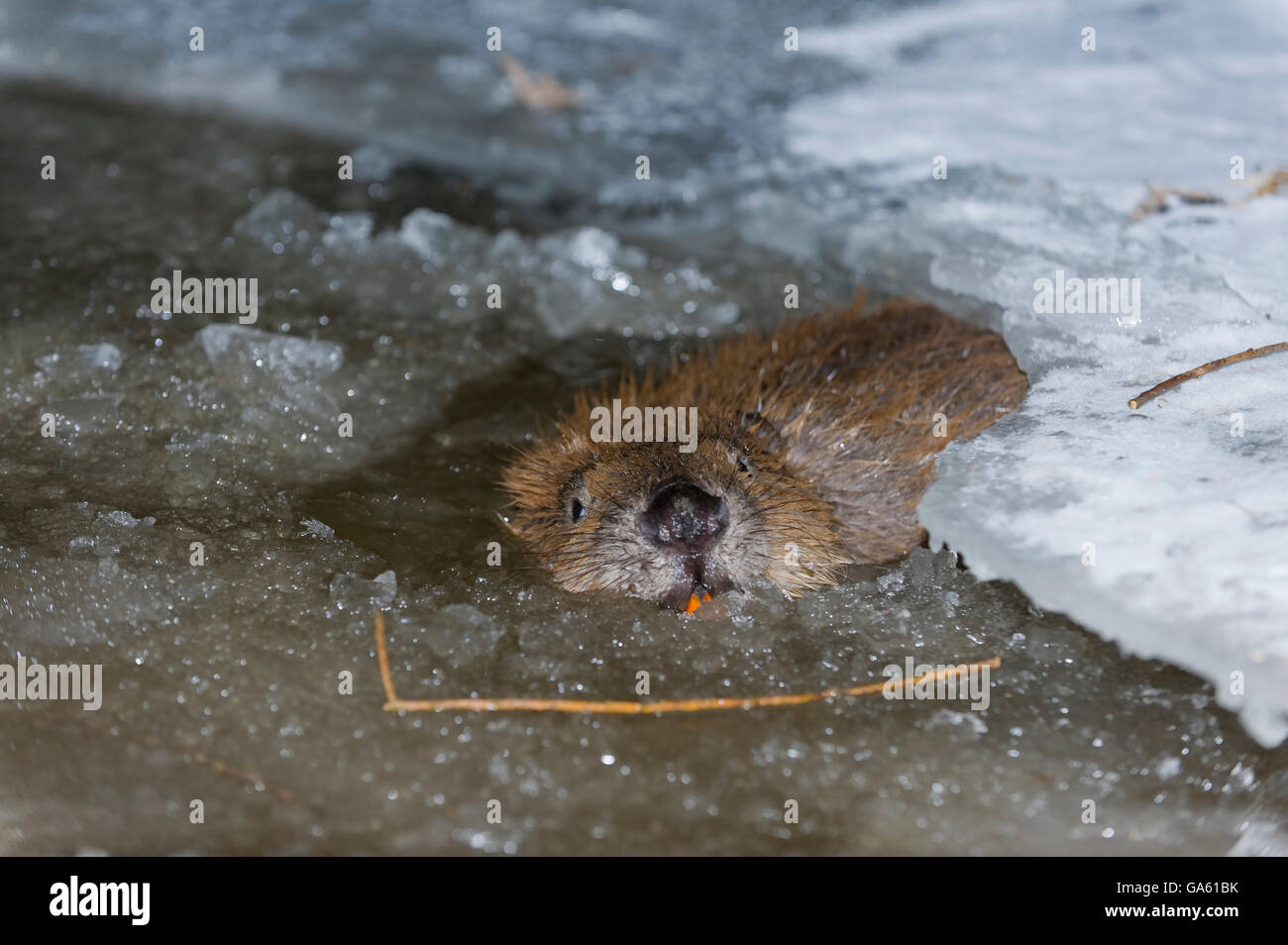 Europäischer Biber, Rosenheim, Bayern, Deutschland, Europa / (Castor Fiber) Stockfoto