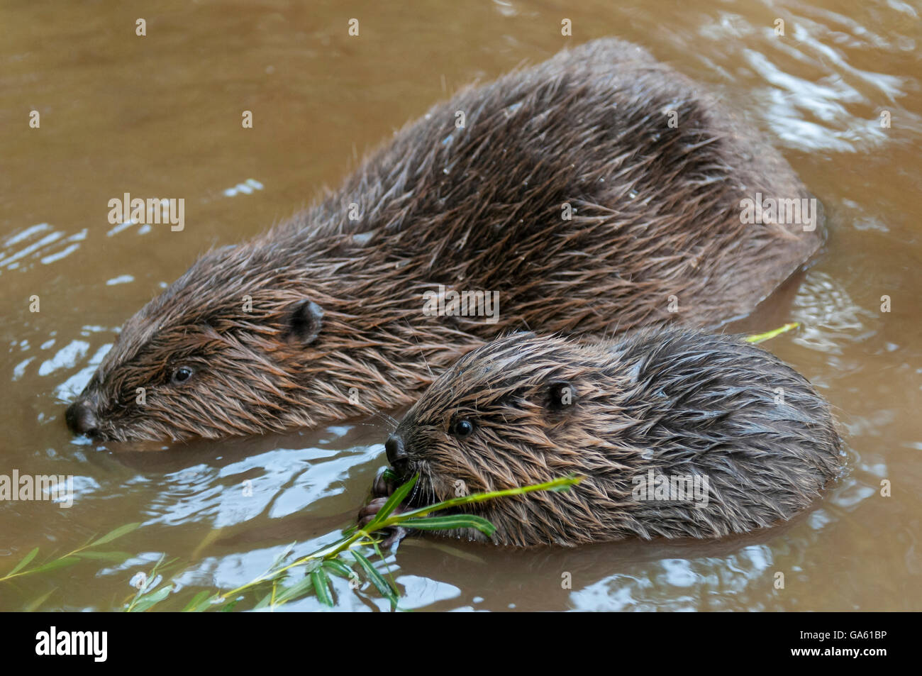 Europäischer Biber mit jungen, Rosenheim, Bayern, Deutschland, Europa / (Castor Fiber) Stockfoto