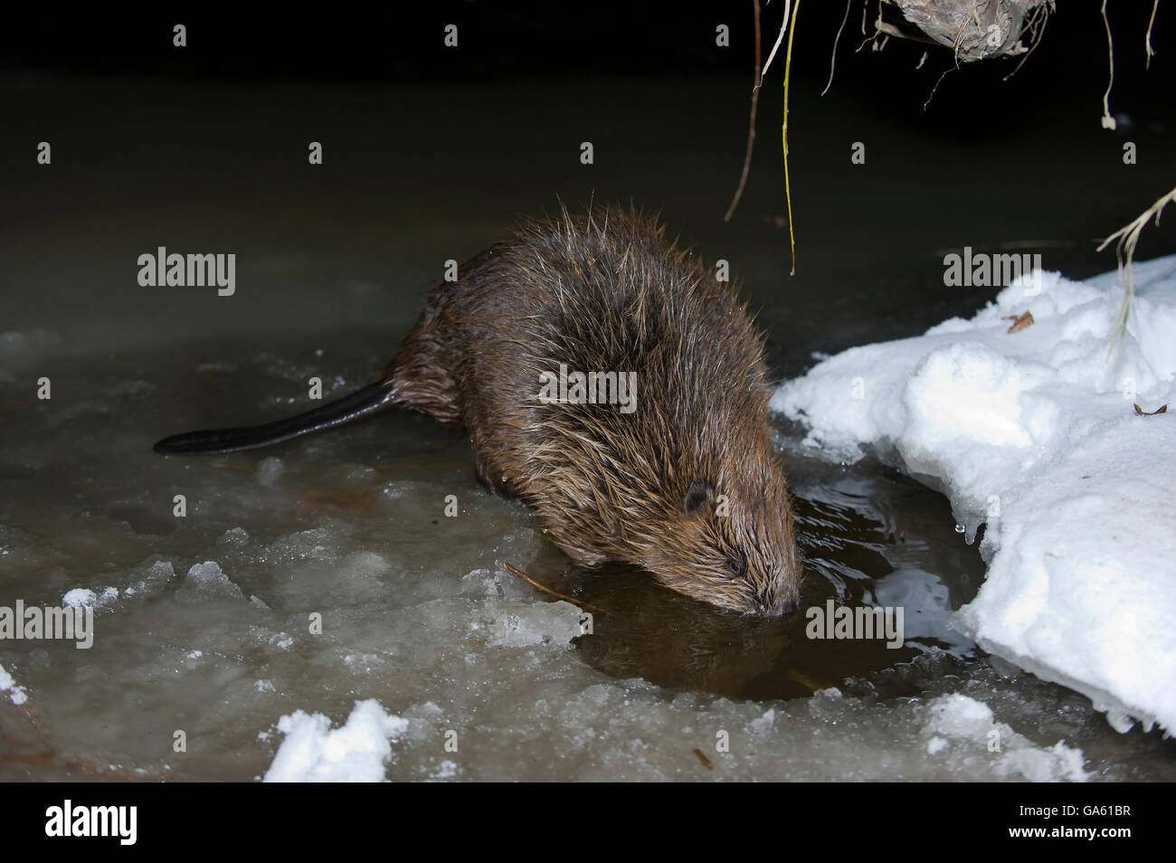 Europäischer Biber, Rosenheim, Bayern, Deutschland, Europa / (Castor Fiber) Stockfoto