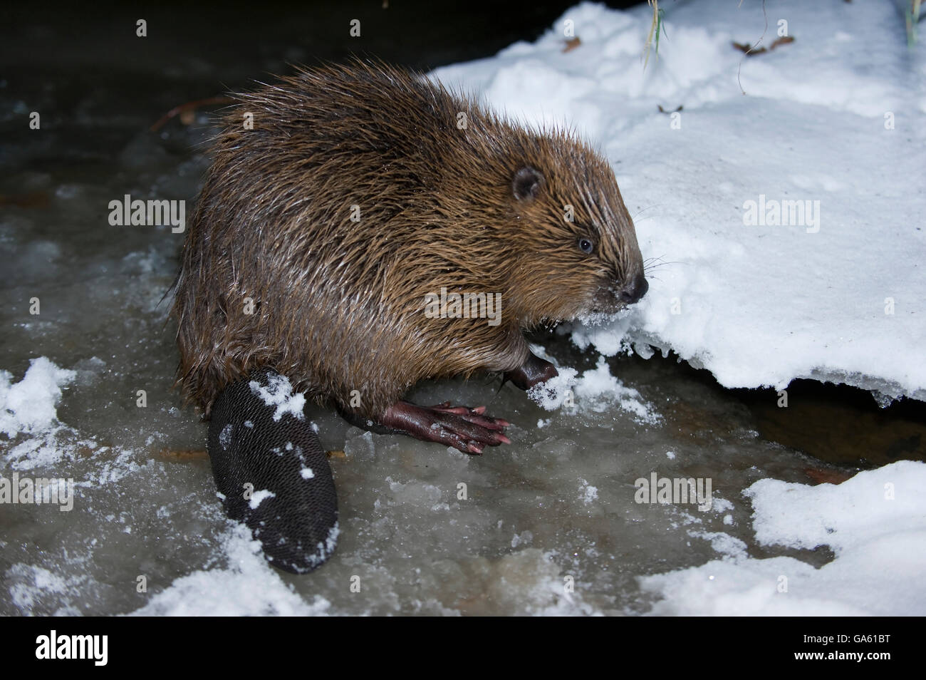 Europäischer Biber, Rosenheim, Bayern, Deutschland, Europa / (Castor Fiber) Stockfoto