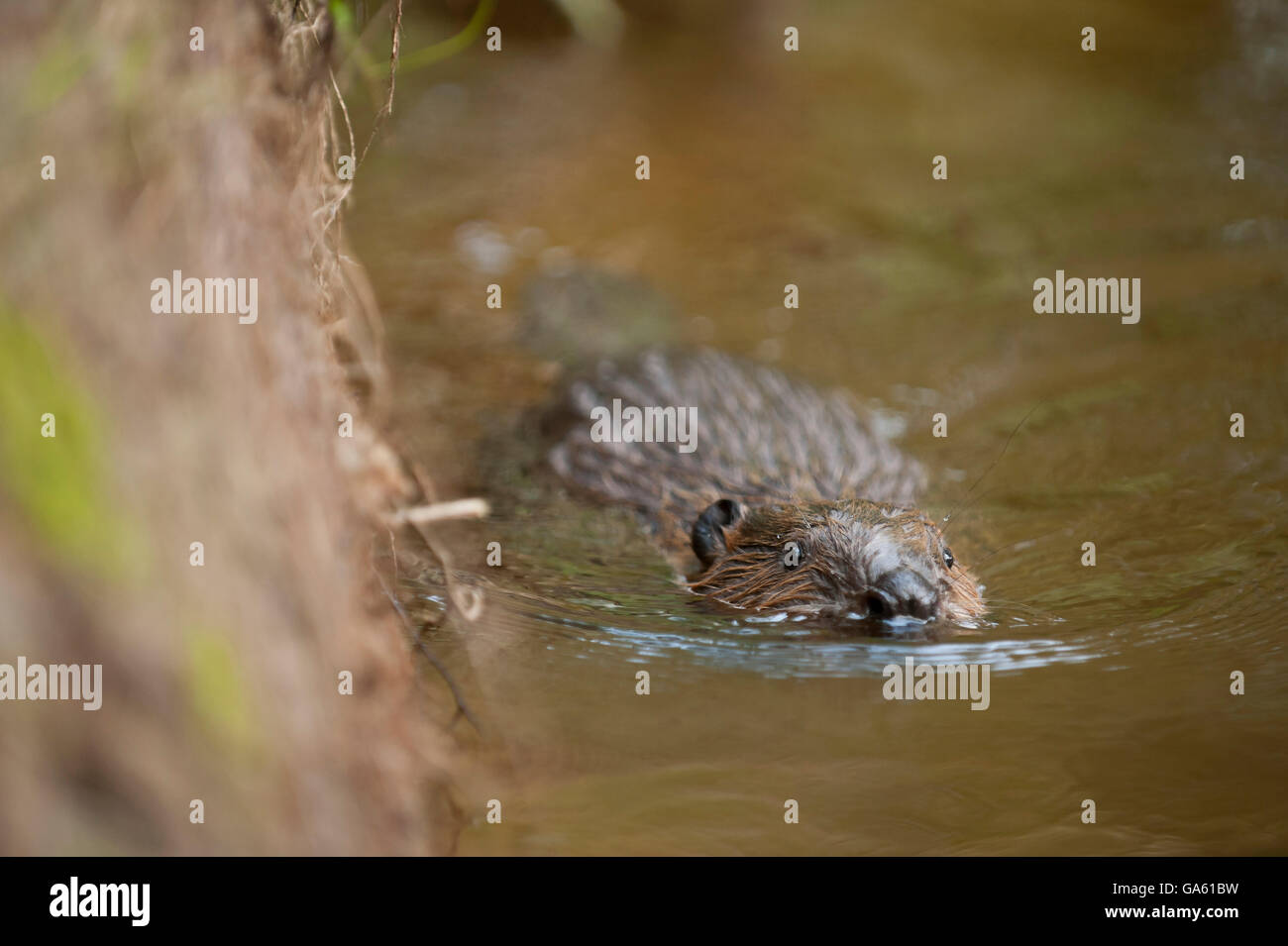 Europäischer Biber, jung, Rosenheim, Bayern, Deutschland, Europa / (Castor Fiber) Stockfoto