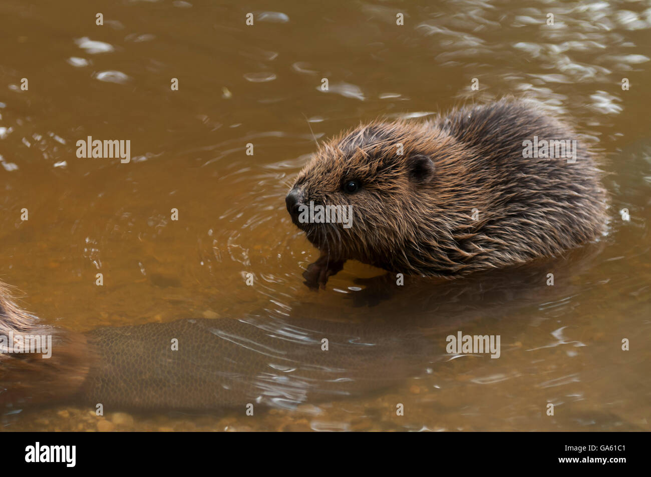 Europäischer Biber, jung, Rosenheim, Bayern, Deutschland, Europa / (Castor Fiber) Stockfoto