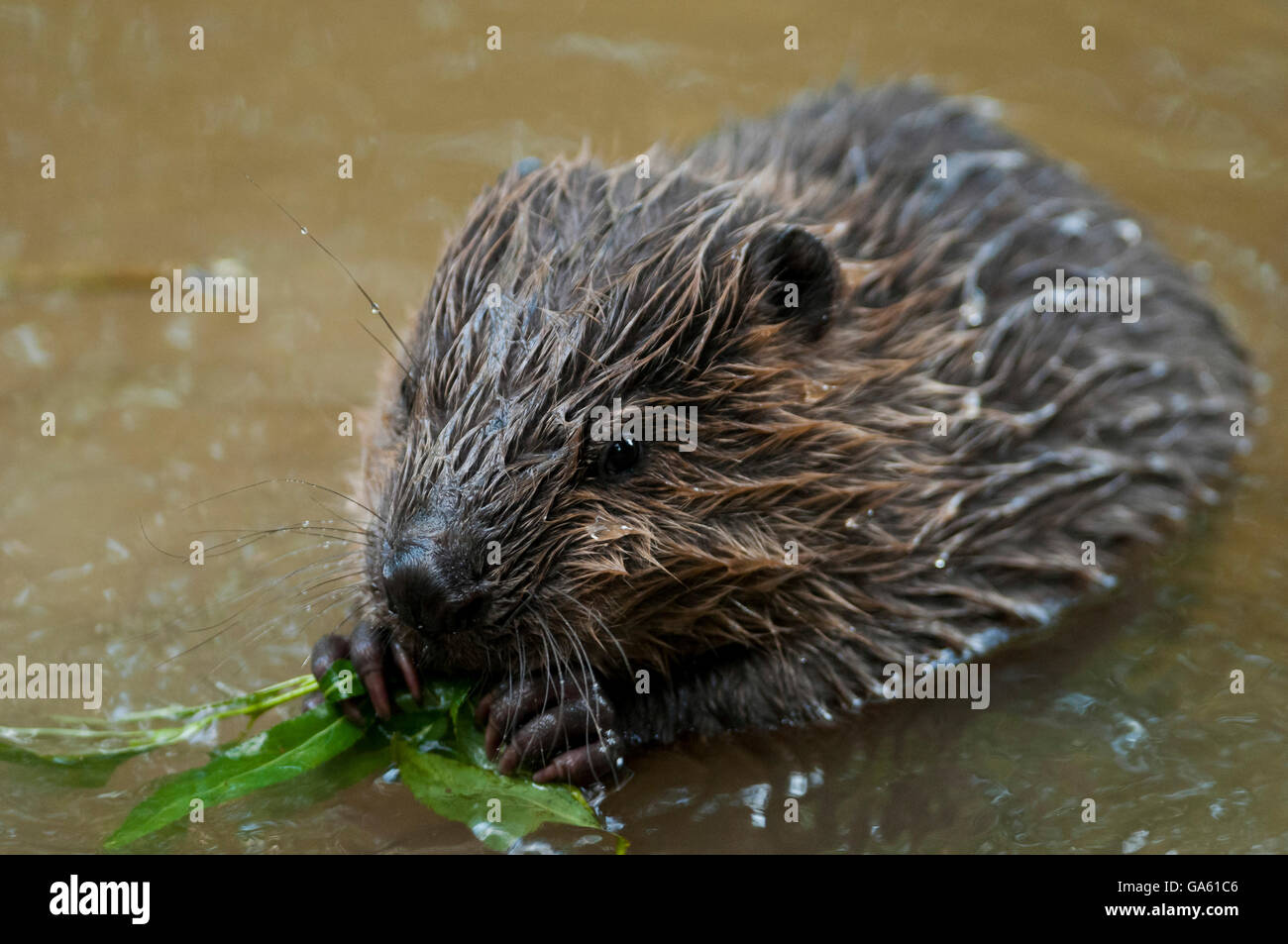 Europäischer Biber, jung, Rosenheim, Bayern, Deutschland, Europa / (Castor Fiber) Stockfoto
