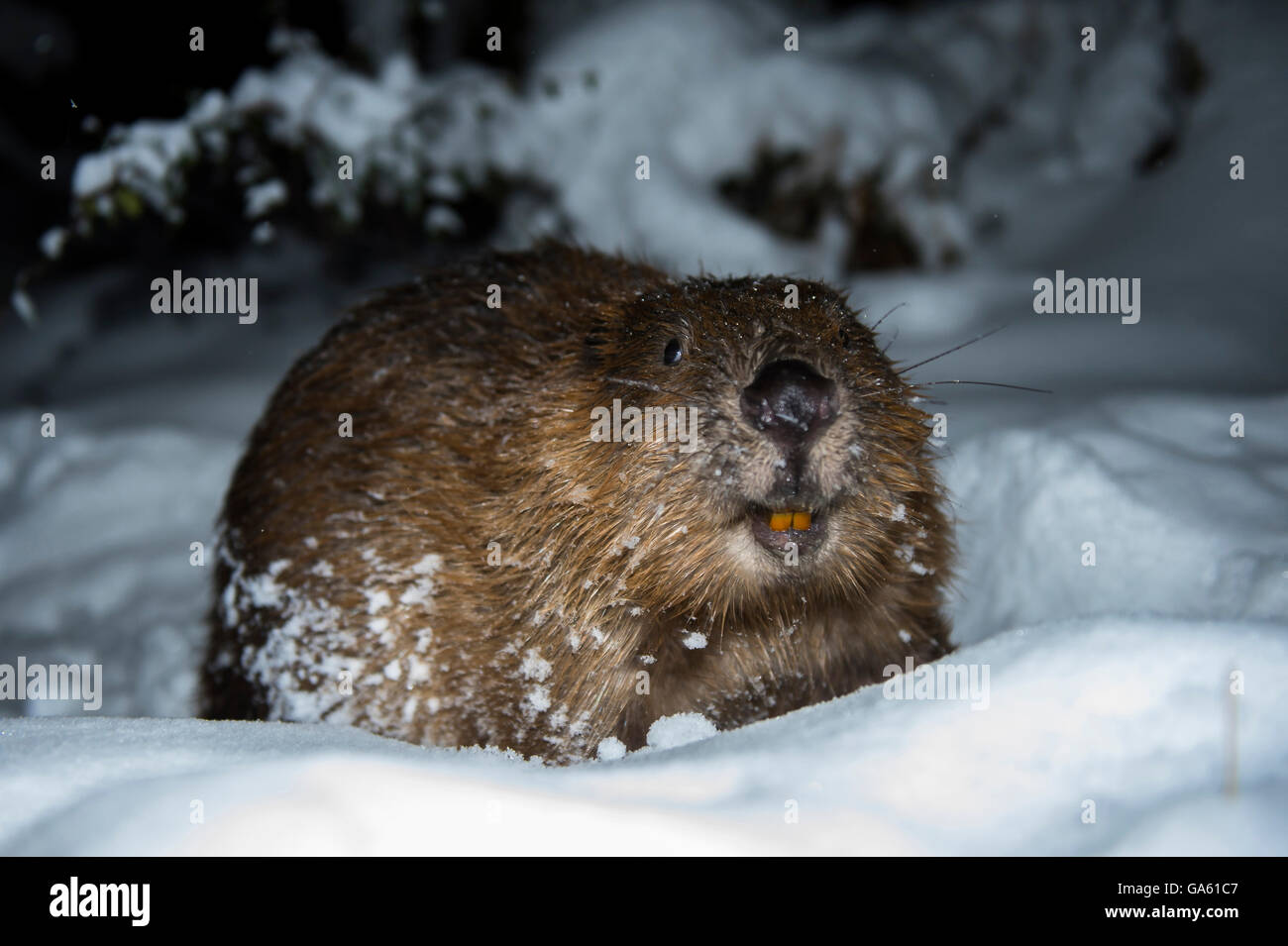 Europäischer Biber, Rosenheim, Bayern, Deutschland, Europa / (Castor Fiber) Stockfoto