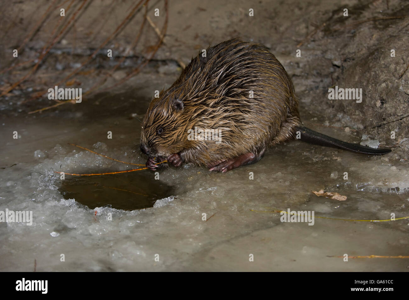 Europäischer Biber, Rosenheim, Bayern, Deutschland, Europa / (Castor Fiber) Stockfoto