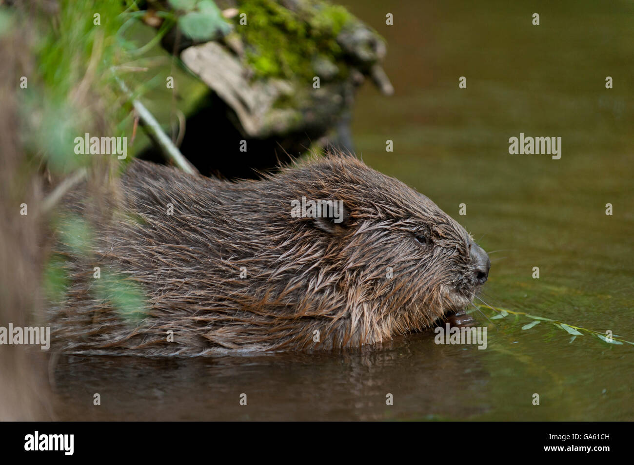 Europäischer Biber, Rosenheim, Bayern, Deutschland, Europa / (Castor Fiber) Stockfoto