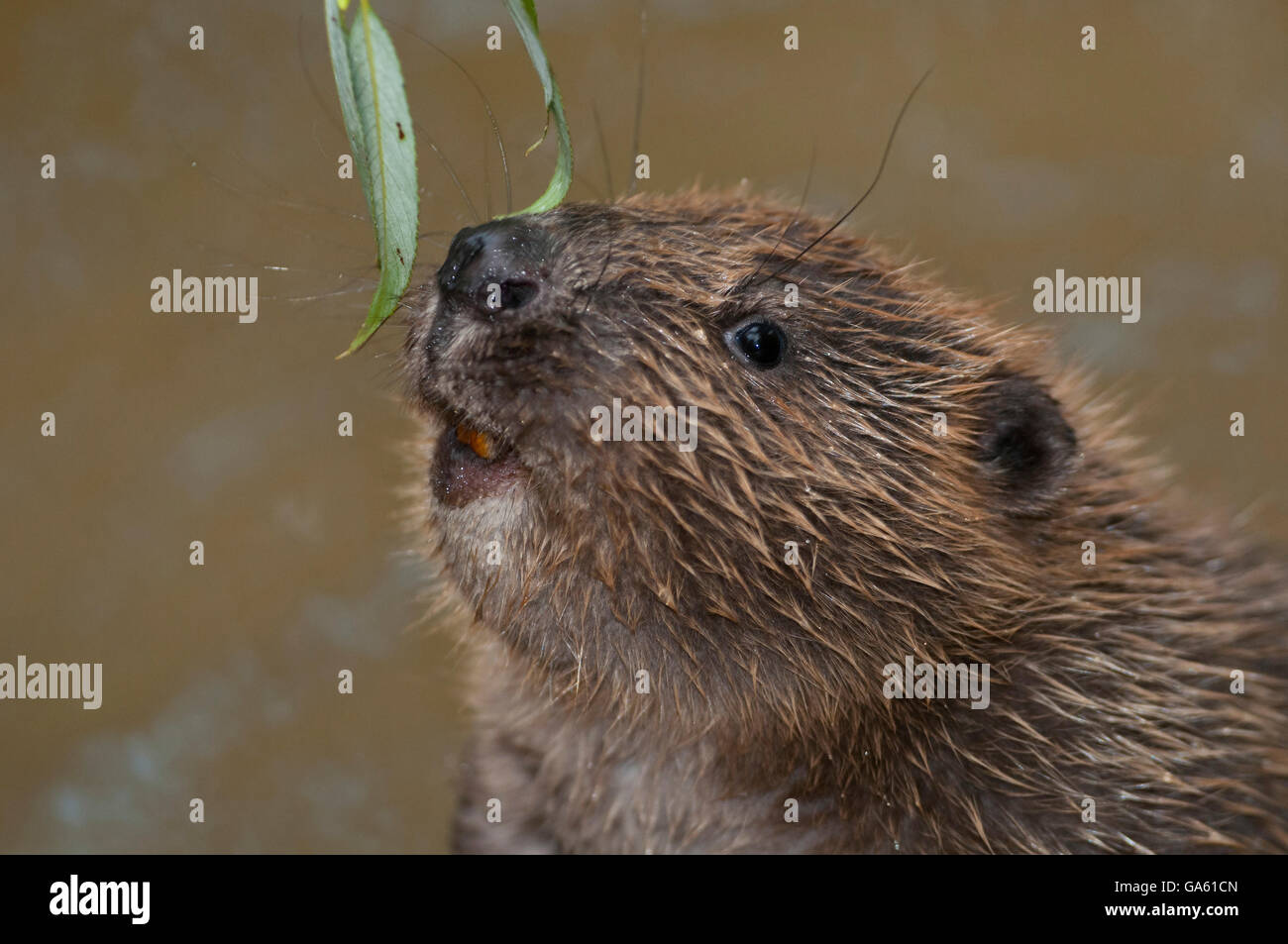 Europäischer Biber, jung, Rosenheim, Bayern, Deutschland, Europa / (Castor Fiber) Stockfoto