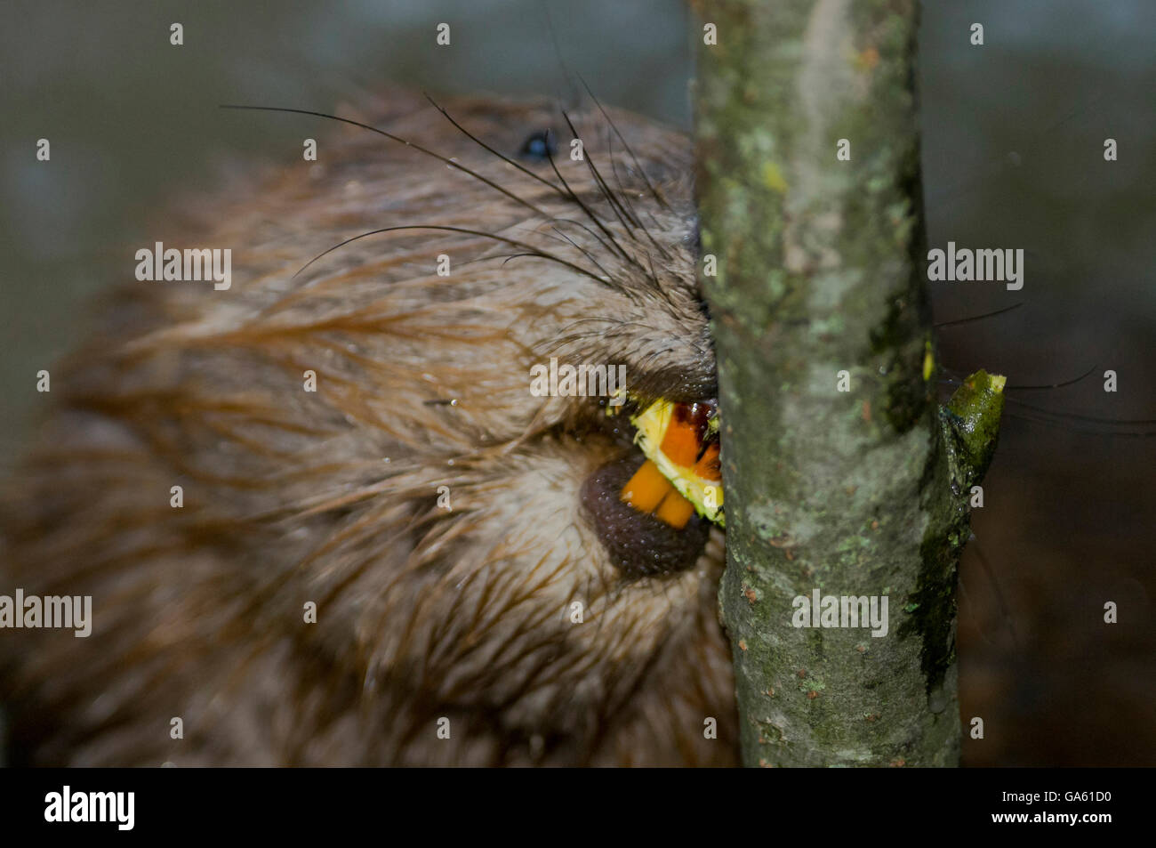 Europäischer Biber, Schneidezähne, Rosenheim, Bayern, Deutschland, Europa / (Castor Fiber) Stockfoto