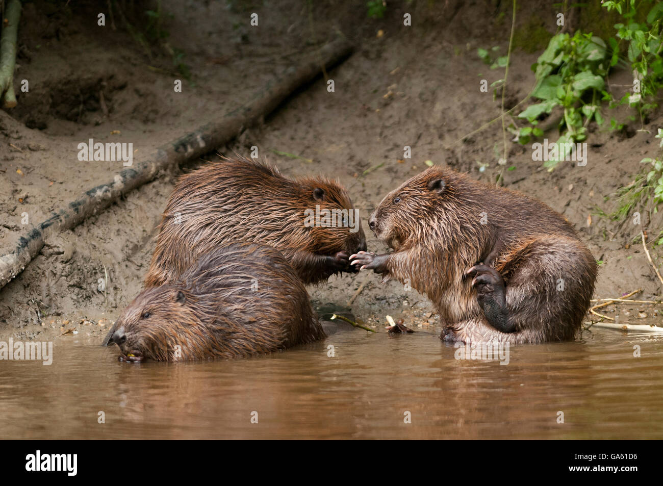Europäischer Biber, Rosenheim, Bayern, Deutschland, Europa / (Castor Fiber) Stockfoto