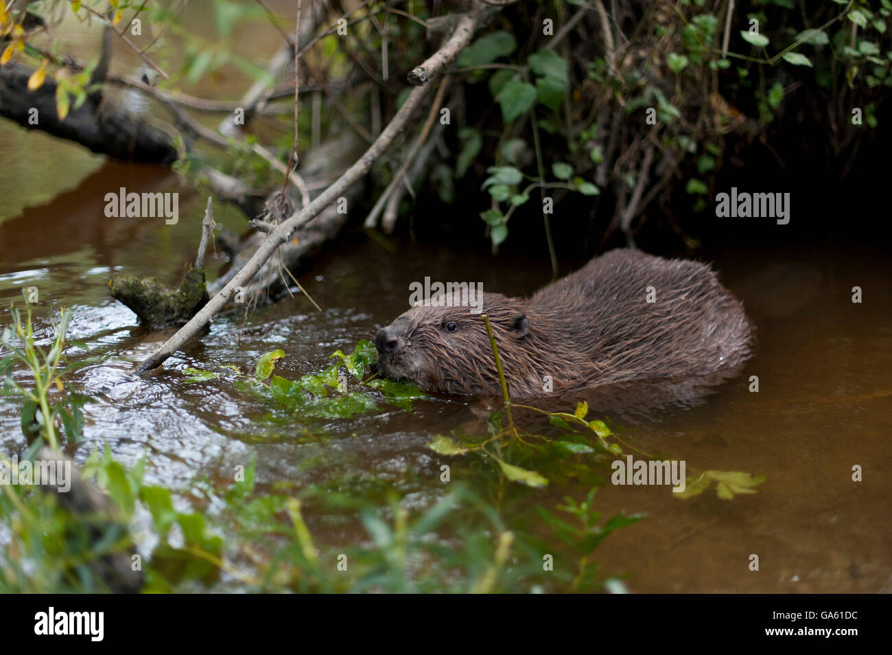 Europäischer Biber, Rosenheim, Bayern, Deutschland, Europa / (Castor Fiber) Stockfoto