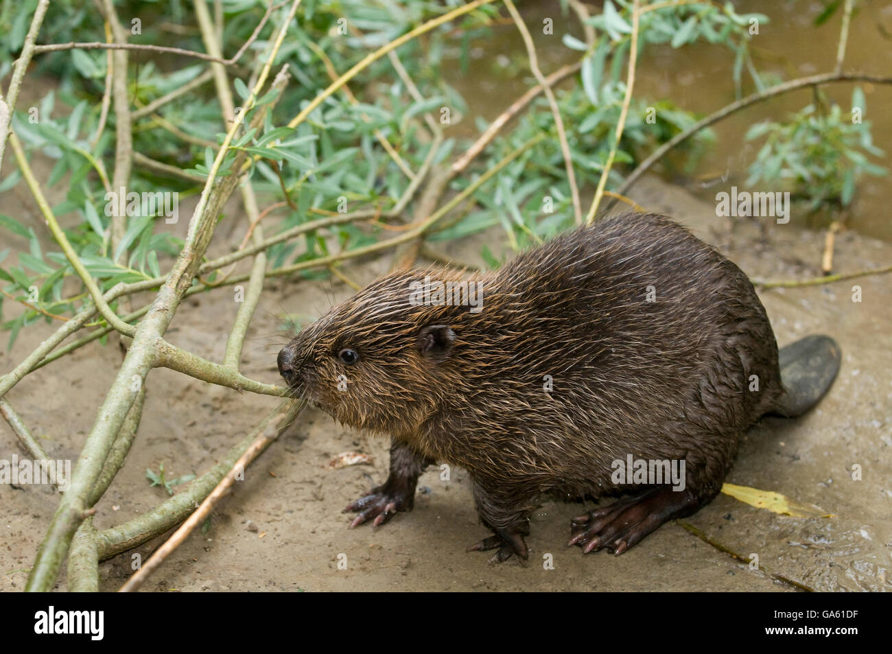 Europäischer Biber, jung, Rosenheim, Bayern, Deutschland, Europa / (Castor Fiber) Stockfoto