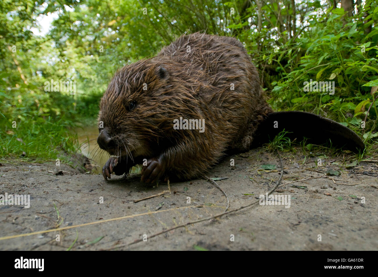 Europäischer Biber, Rosenheim, Bayern, Deutschland, Europa / (Castor Fiber) Stockfoto