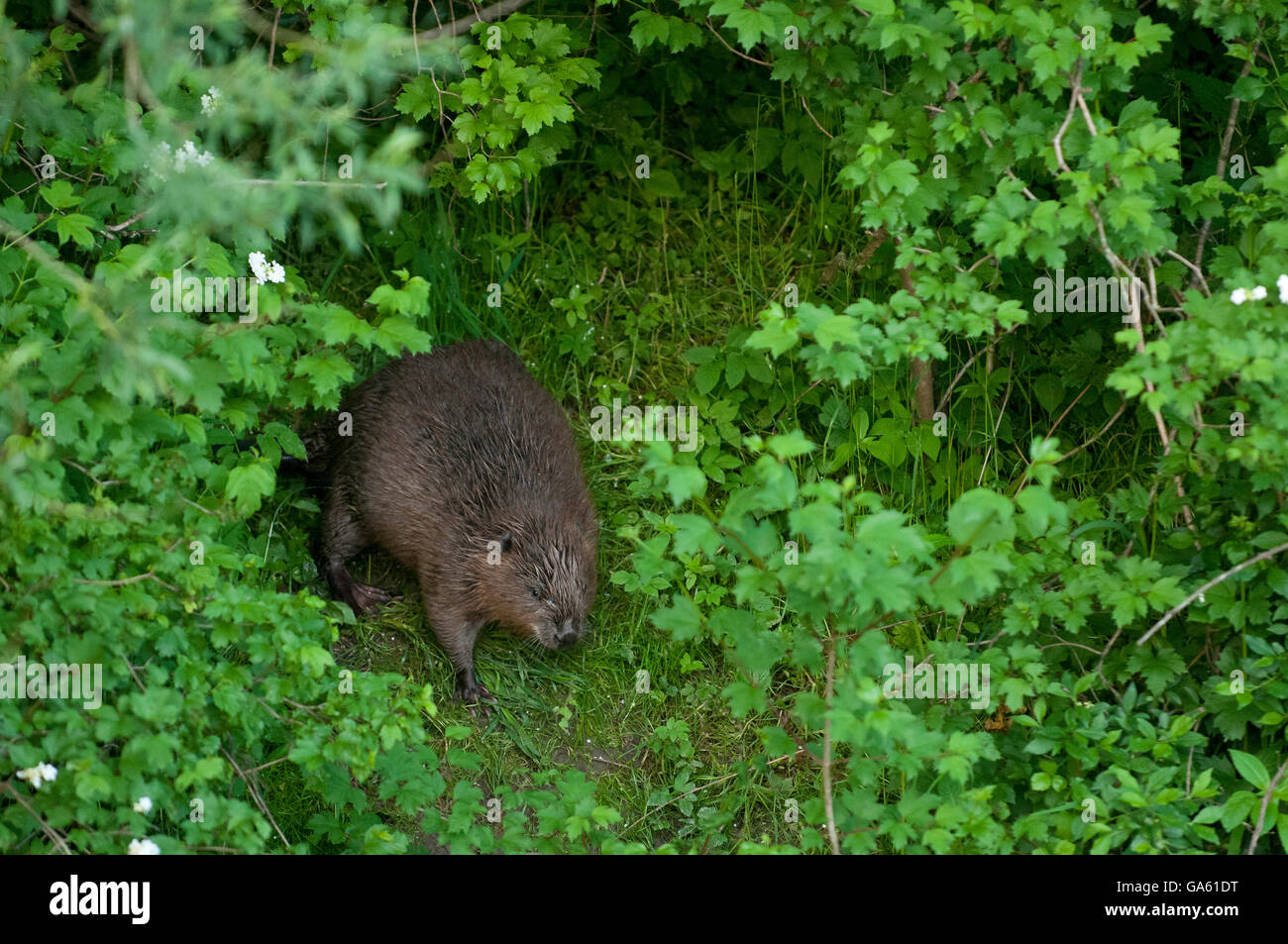 Europäischer Biber, Rosenheim, Bayern, Deutschland, Europa / (Castor Fiber) Stockfoto