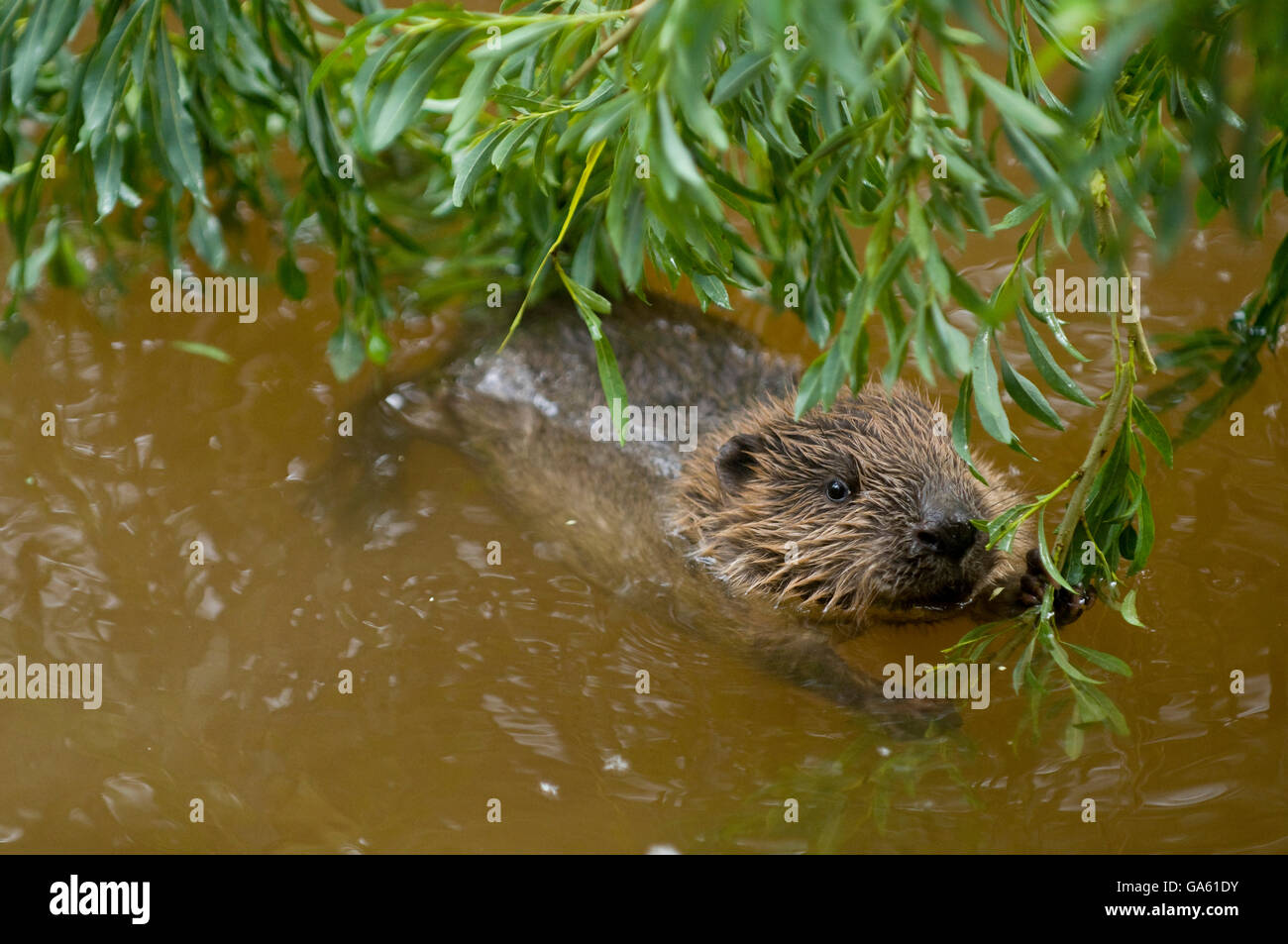 Europäischer Biber, jung, Rosenheim, Bayern, Deutschland, Europa / (Castor Fiber) Stockfoto