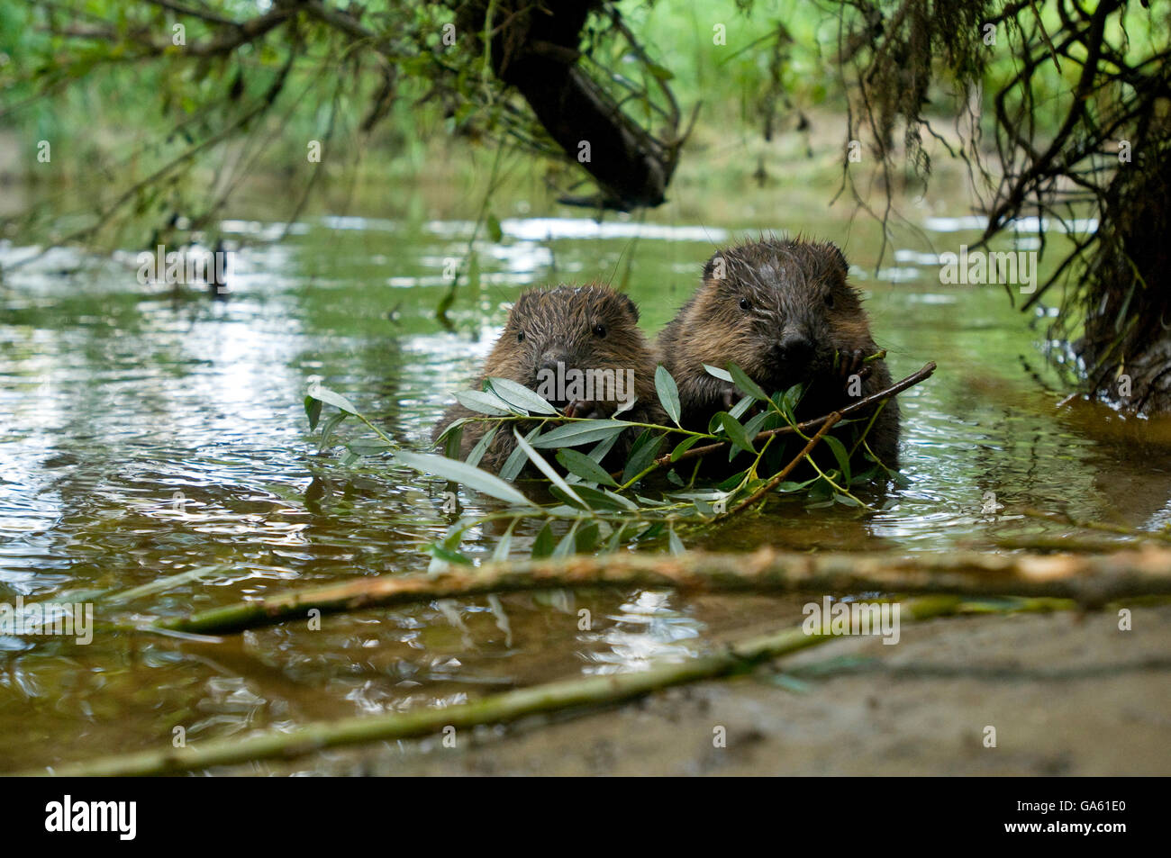 Europäischer Biber, jung, Rosenheim, Bayern, Deutschland, Europa / (Castor Fiber) Stockfoto