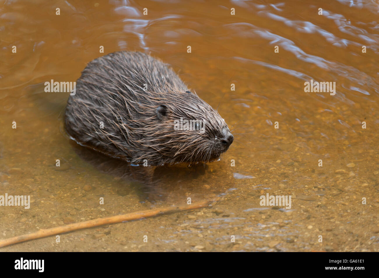Europäischer Biber, jung, Rosenheim, Bayern, Deutschland, Europa / (Castor Fiber) Stockfoto