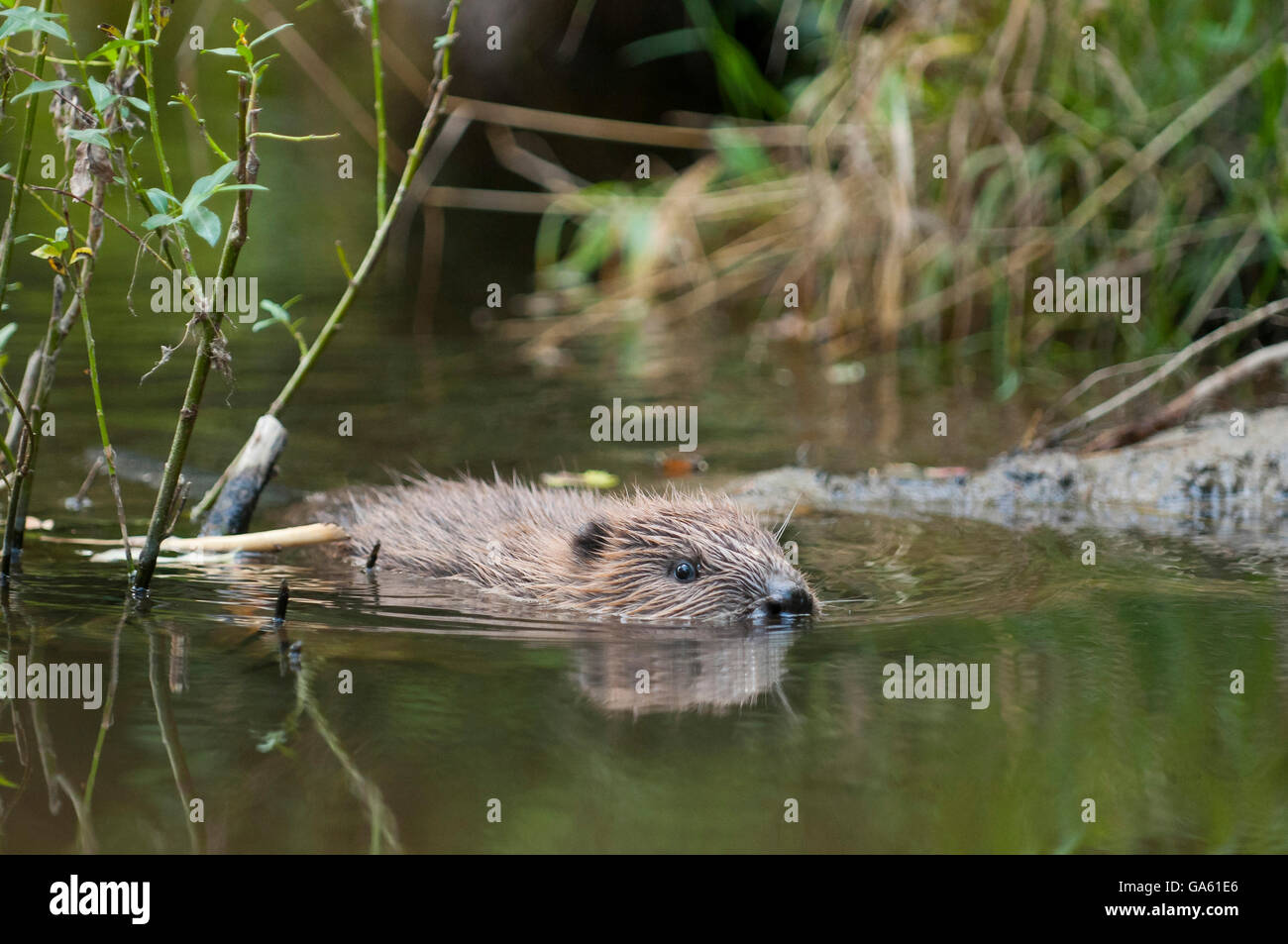 Europäischer Biber, jung, Rosenheim, Bayern, Deutschland, Europa / (Castor Fiber) Stockfoto