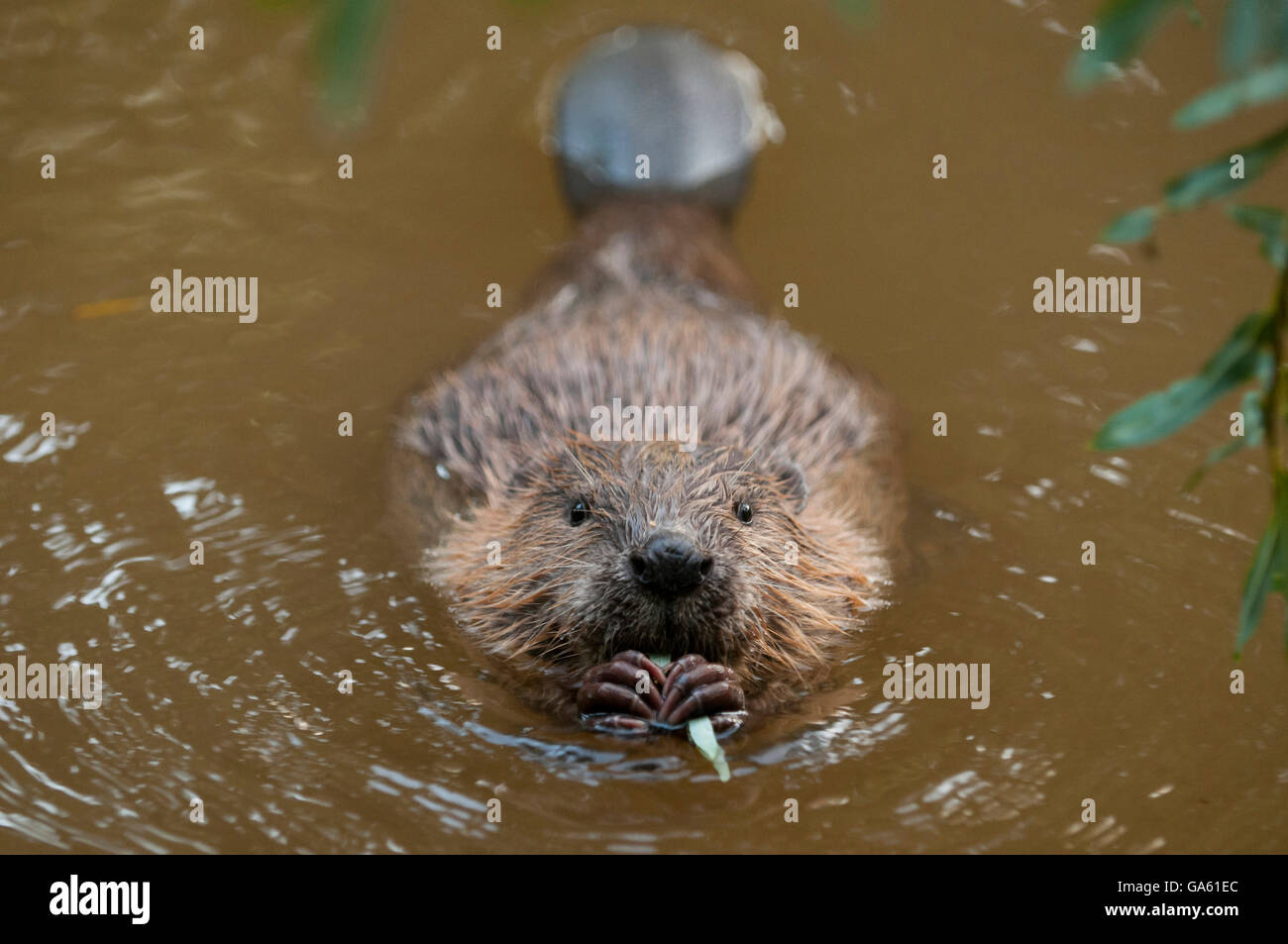 Europäischer Biber, jung, Rosenheim, Bayern, Deutschland, Europa / (Castor Fiber) Stockfoto