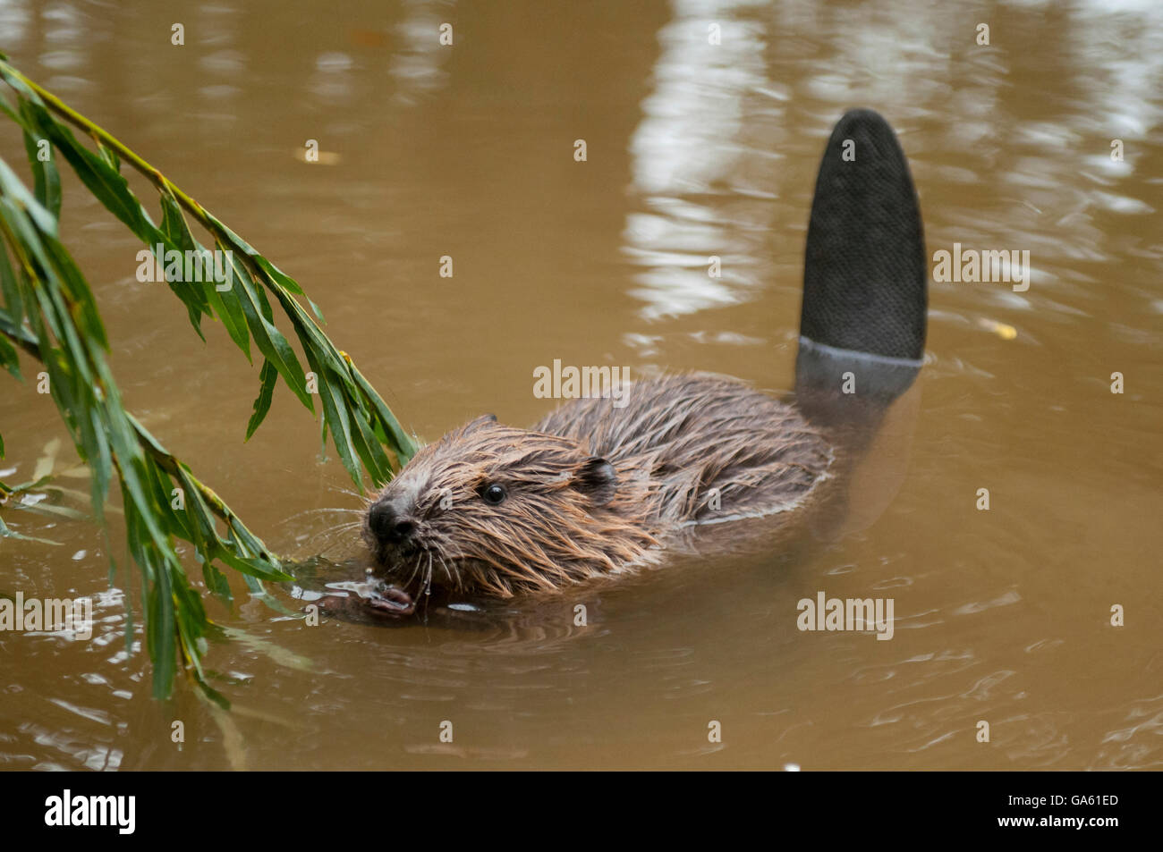 Europäischer Biber, jung, Rosenheim, Bayern, Deutschland, Europa / (Castor Fiber) Stockfoto