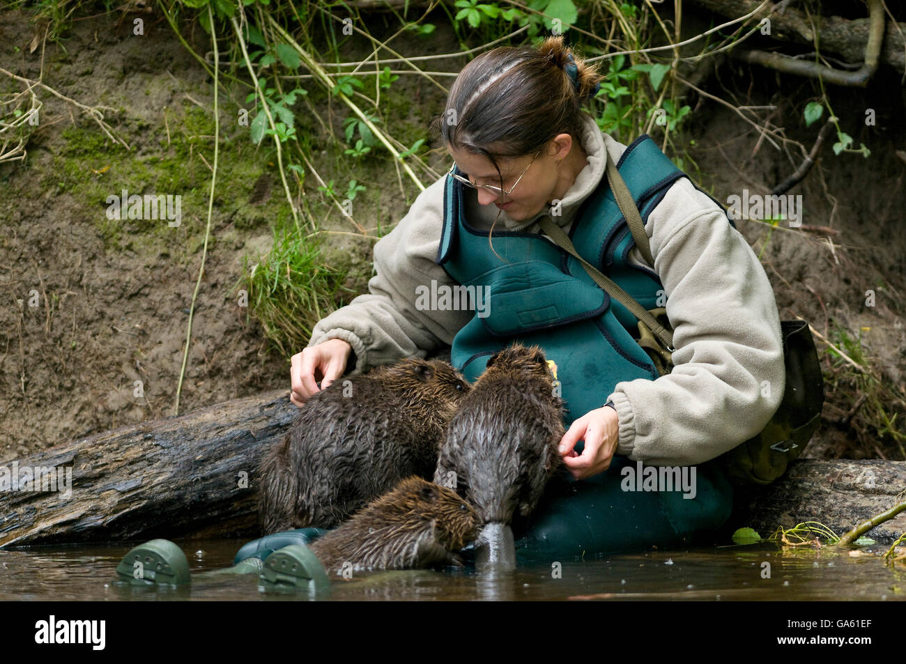Frau AndEuropean Biber, Rosenheim, Bayern, Deutschland, Europa / (Castor Fiber) Stockfoto